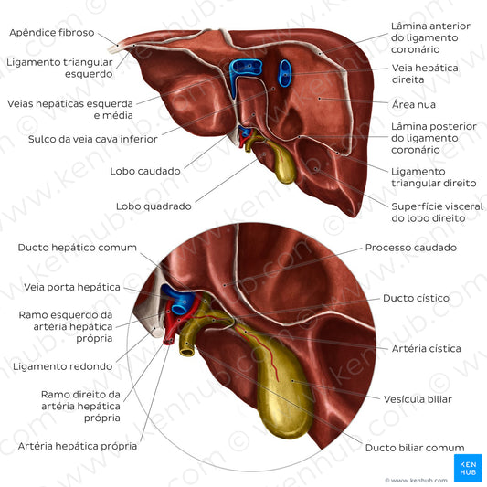 Posterior view of the liver (Portuguese)