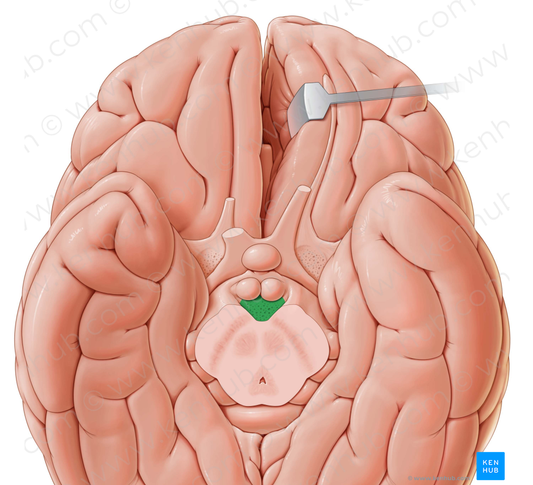 Posterior perforated substance (#9211)