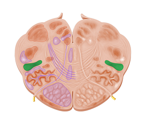 Lateral reticular nucleus (#7243)