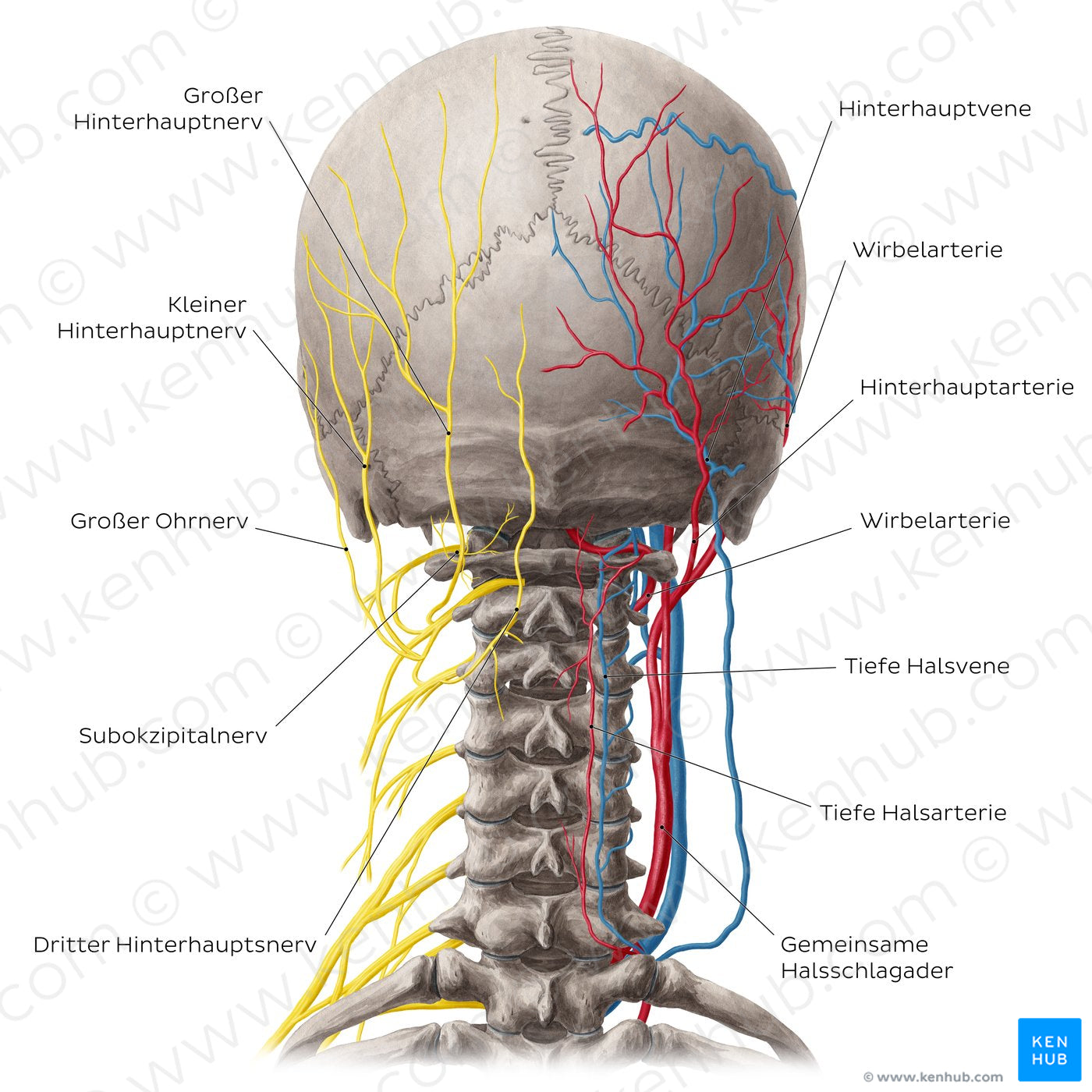 Neurovasculature of the dorsal neck (German)