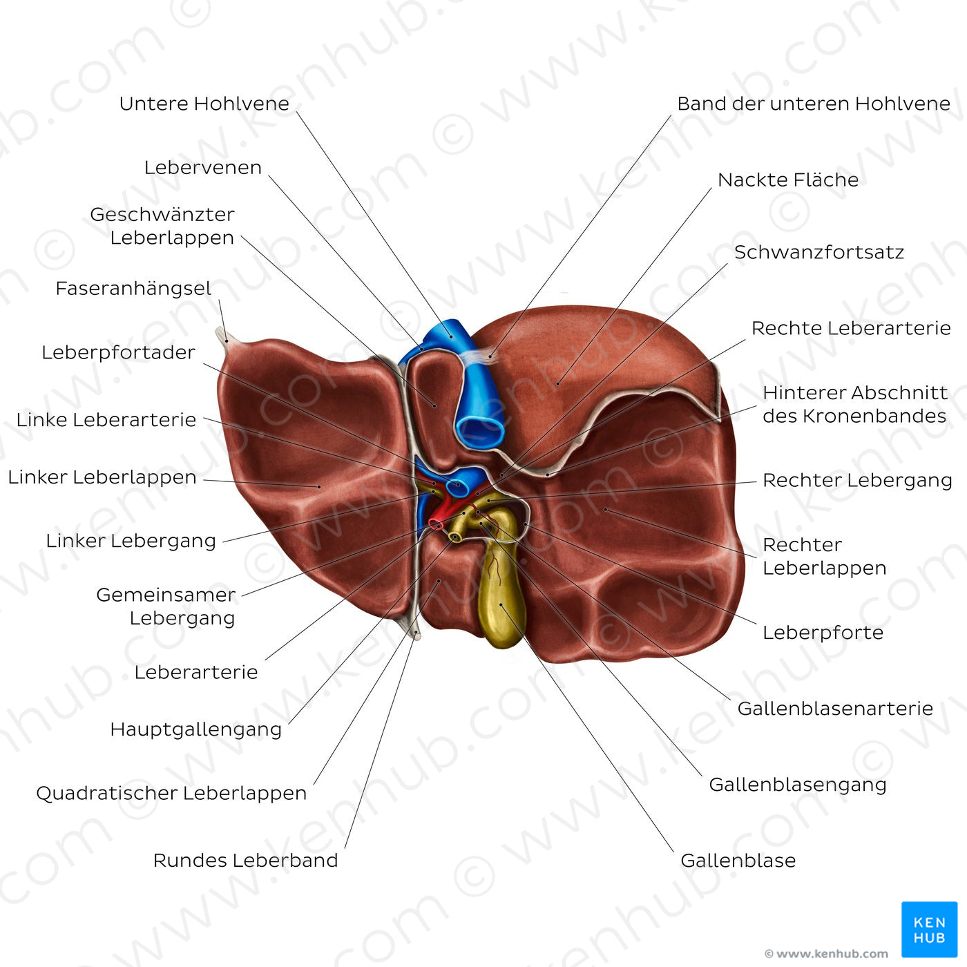 Inferior view of the liver (German)