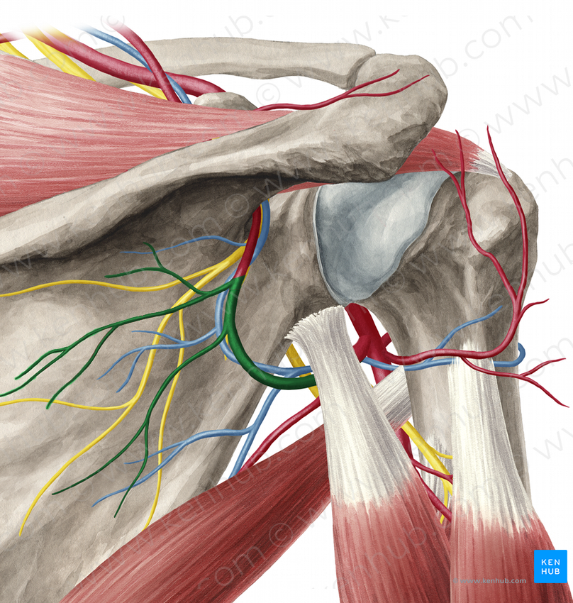 Circumflex scapular artery (#1047)