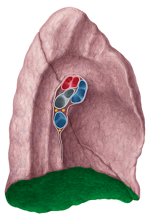 Diaphragmatic surface of lung (#21491)