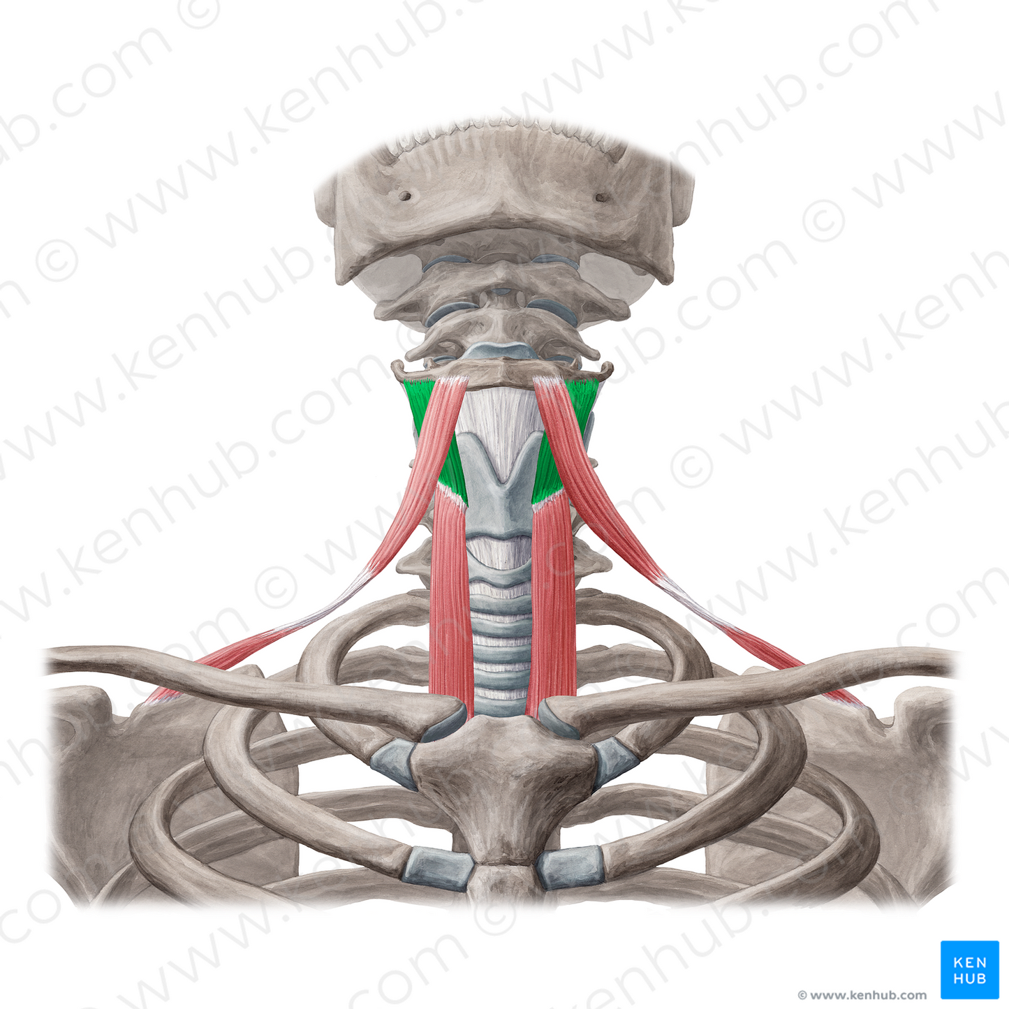 Thyrohyoid muscle (#6097)