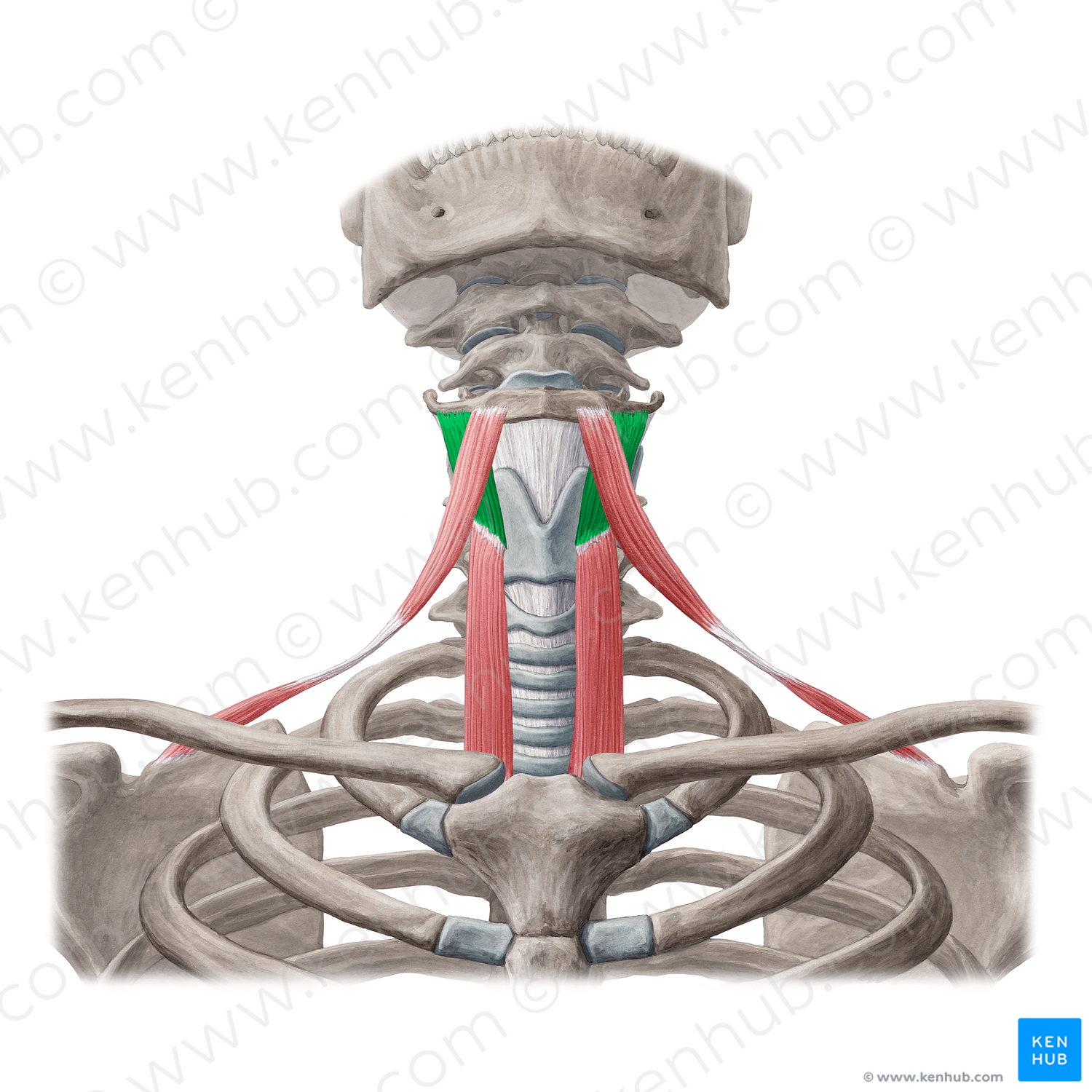 Thyrohyoid muscle (#6097)