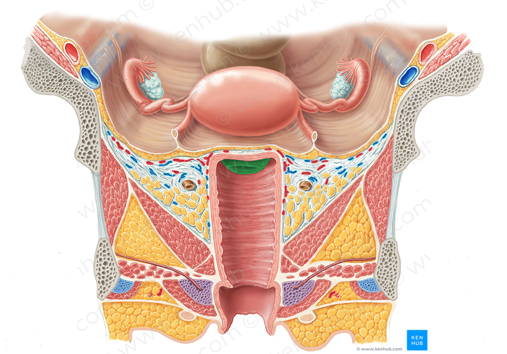 Cervix of uterus (#2581)