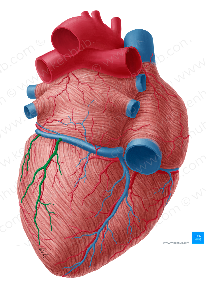 Inferior vein of left ventricle (#10673)
