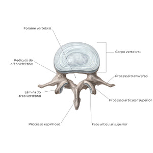 Typical vertebra (Portuguese)