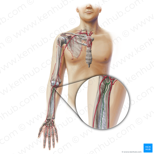 Interosseous arteries of forearm (#19344)