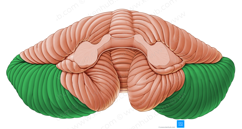 Biventral lobule of cerebellum (#4755)