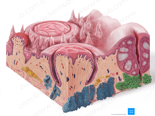 Posterior lingual gland (#4102)