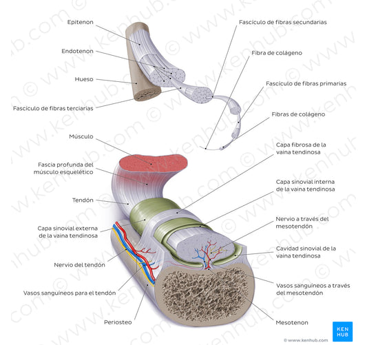 Tendon (Spanish)