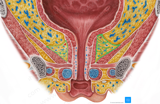 Tendinous arch of pelvic fascia (#854)