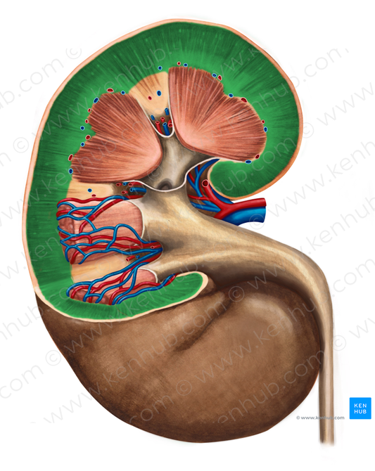 Renal cortex (#3040)