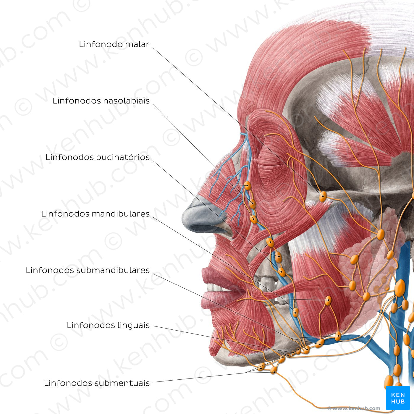 Lymphatics of the head (Lateral) (Portuguese)