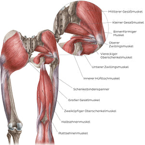 Muscles of the hip and thigh (Posterior view) (German)