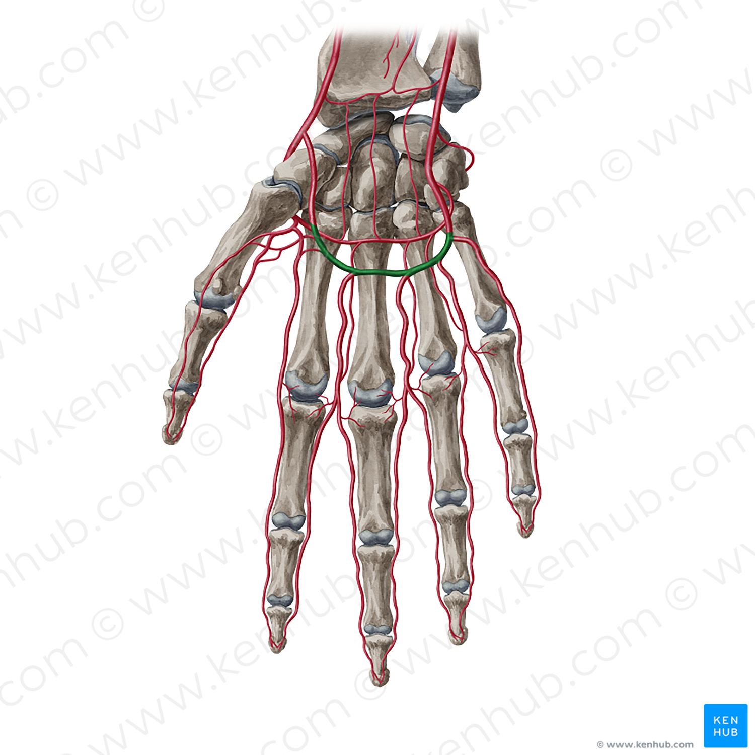 Superficial palmar arch (#848)