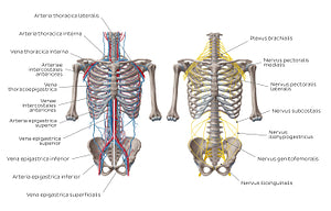 Nerves and vessels of the anterior thoracic wall (Latin)