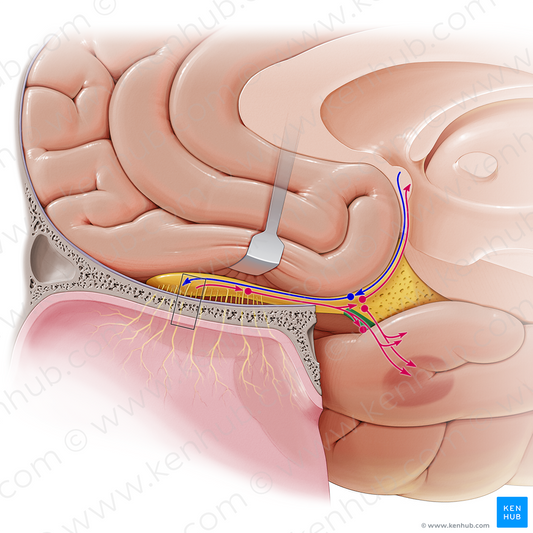 Lateral olfactory stria (#9189)