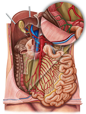 Anterior cecal artery (#916)