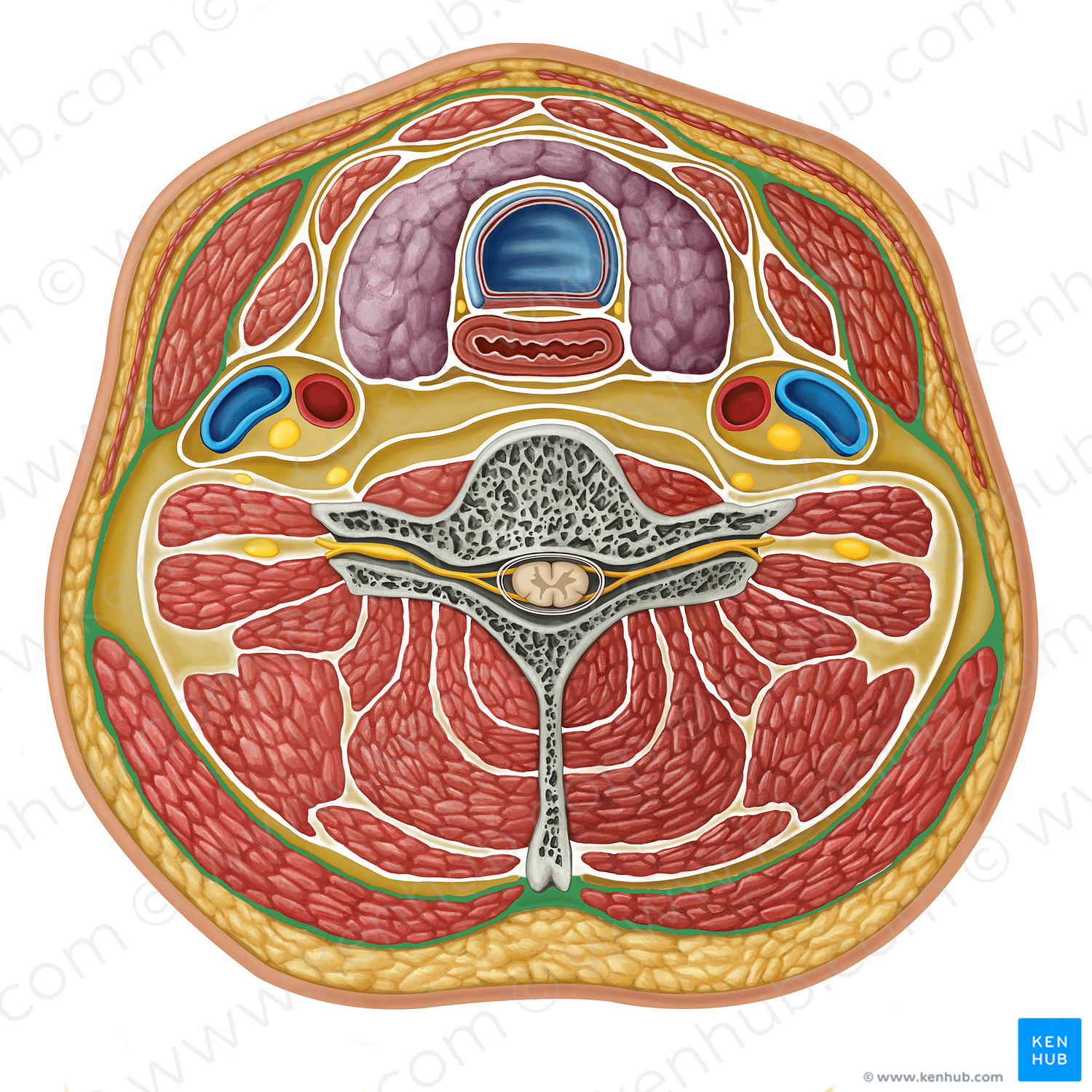Superficial layer of deep cervical fascia (#17282)