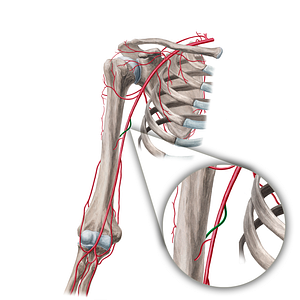 Deep brachial artery (#1645)