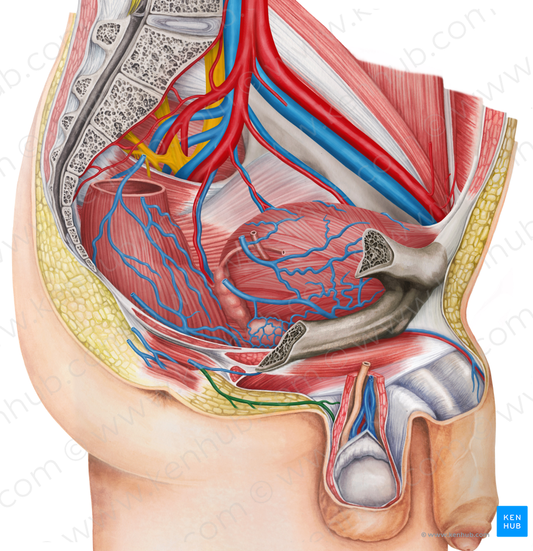 Posterior scrotal vein (#10574)