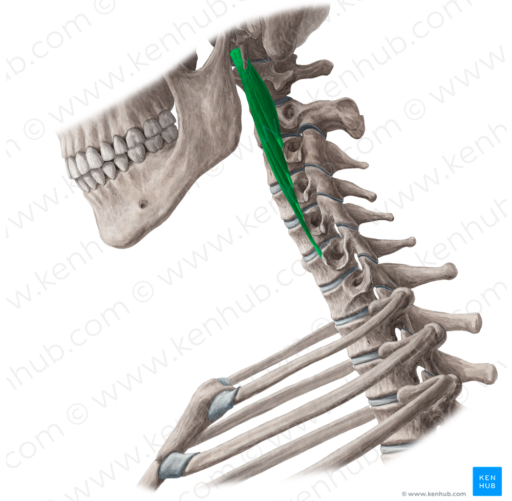 Longus capitis muscle (#5589)
