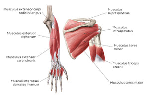 Main muscles of the upper limb - posterior (Latin)