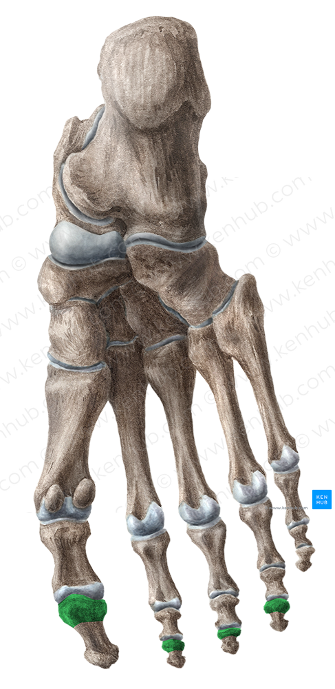 Bases of distal phalanges of 1st-4th toes (#2140)