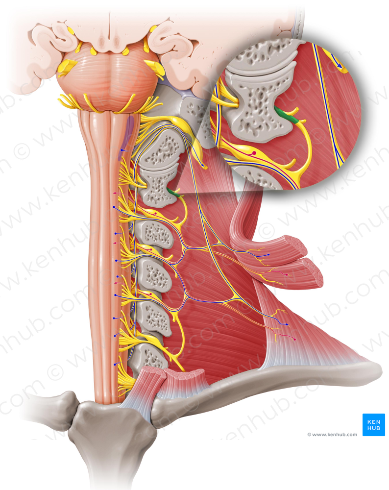 Spinal nerve C1 (#6725)