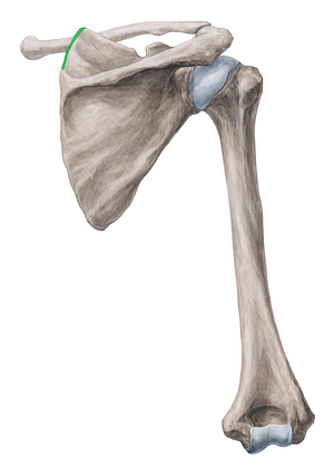 Superior part of medial border of scapula (#7800)