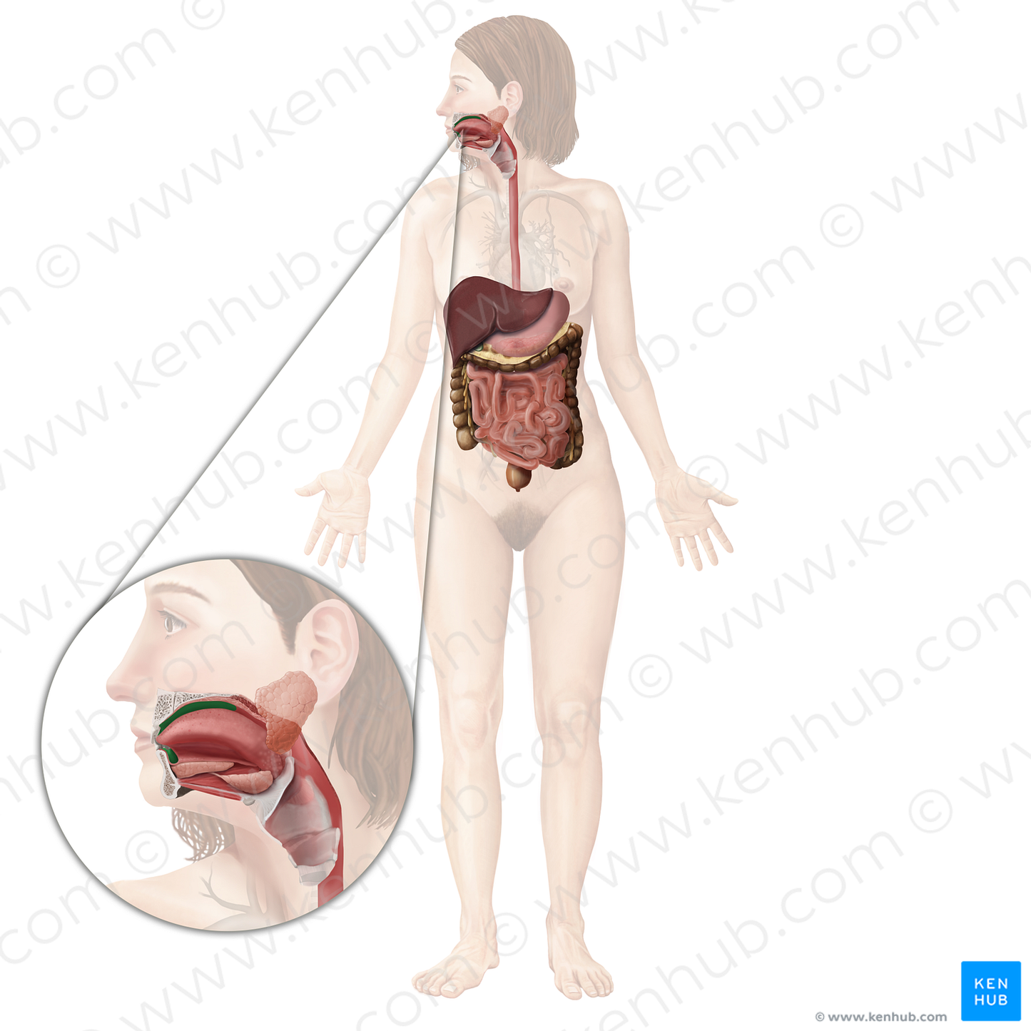 Oral cavity proper (#2537)