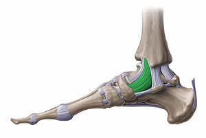 Tibionavicular ligament (#11253)