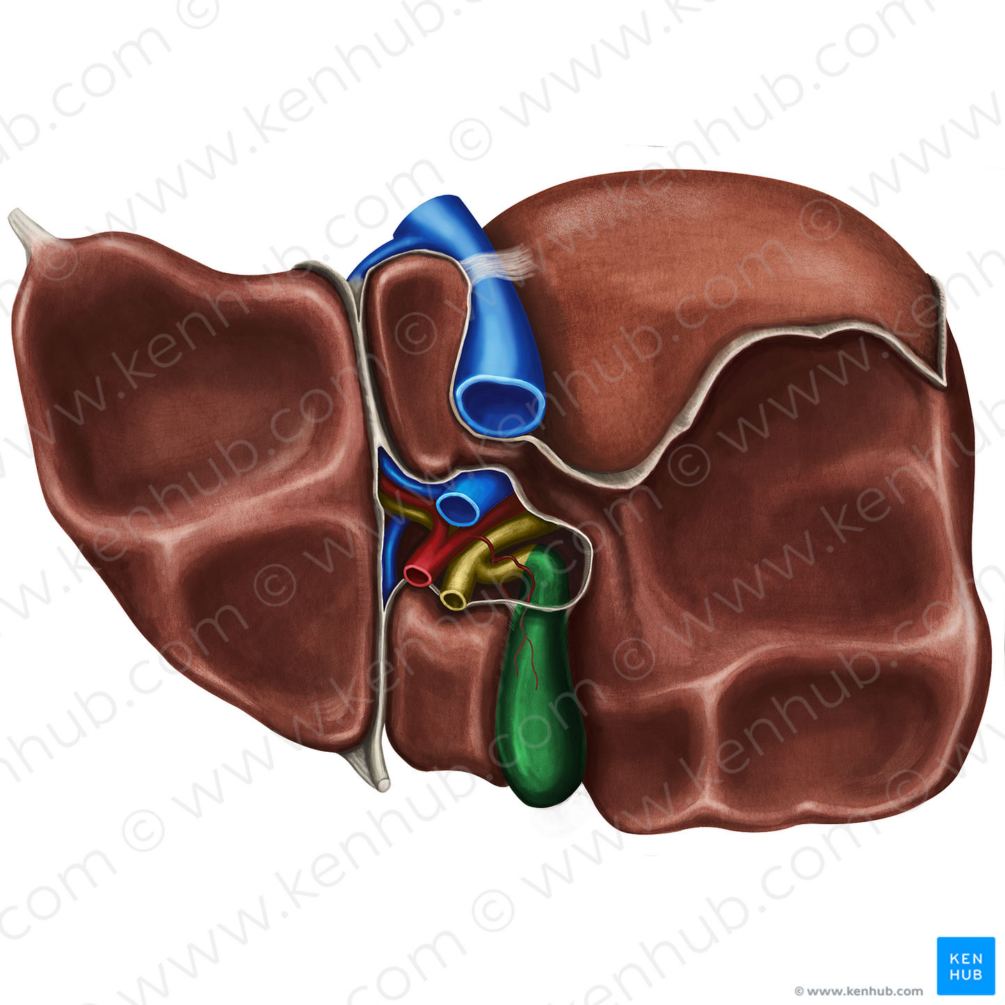 Gallbladder (#10793)