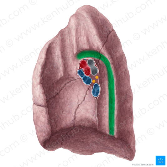 Impression for azygos vein of right lung (#21320)