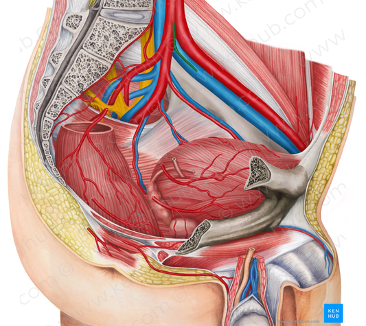 Left umbilical artery (#1959)