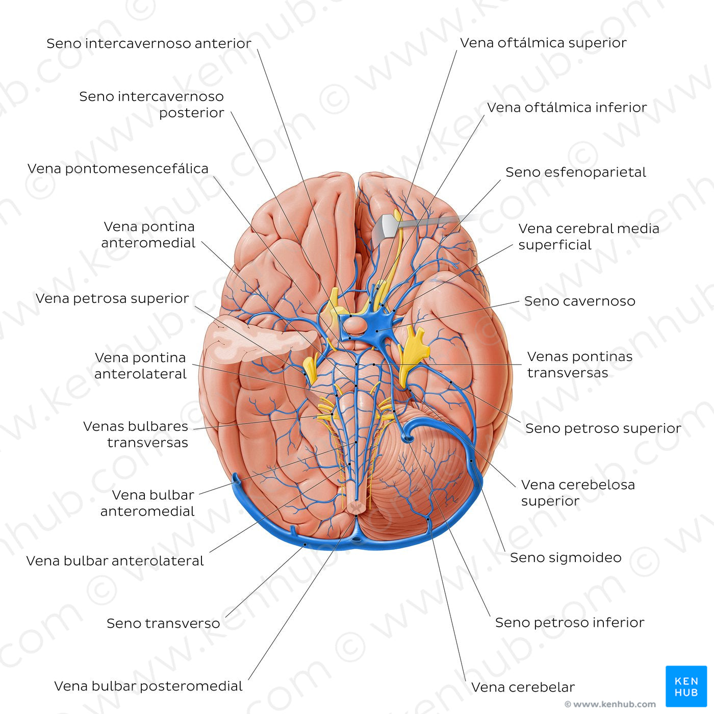 Veins of the brainstem and cerebellum - Basal view (Spanish)