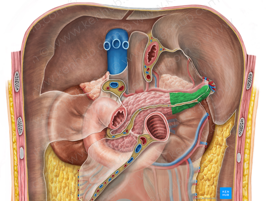 Tail of pancreas (#2526)