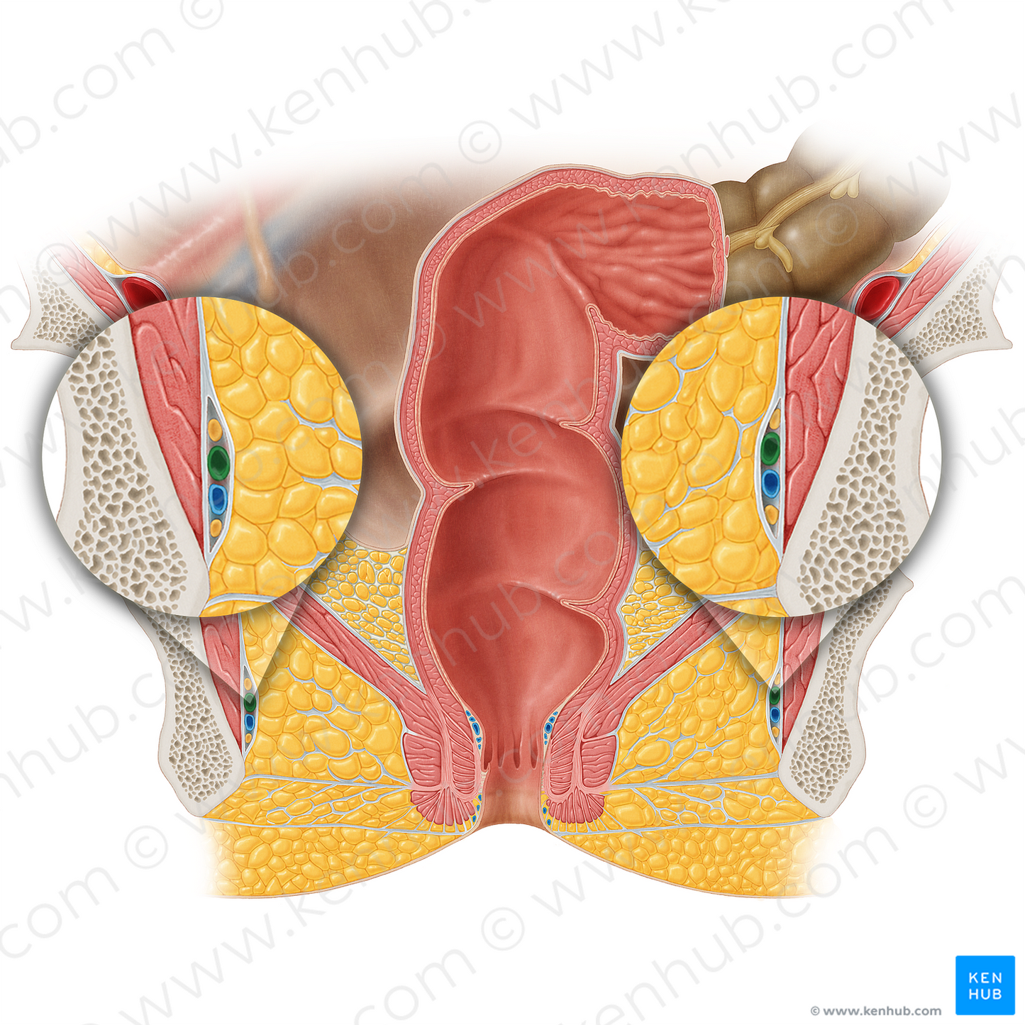 Internal pudendal artery (#1670)