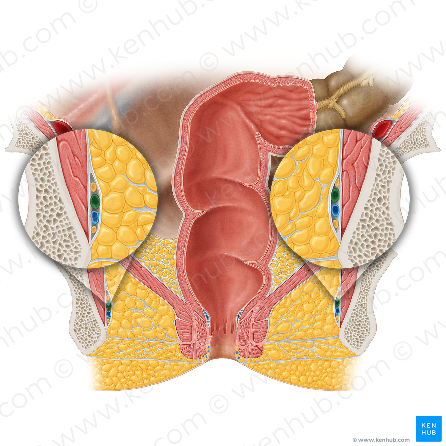 Internal pudendal artery (#1670)