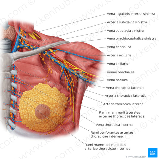 Blood vessels of the female breast (Latin)