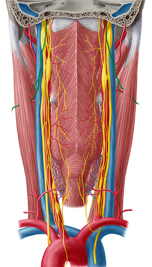 Accessory nerve (#6300)