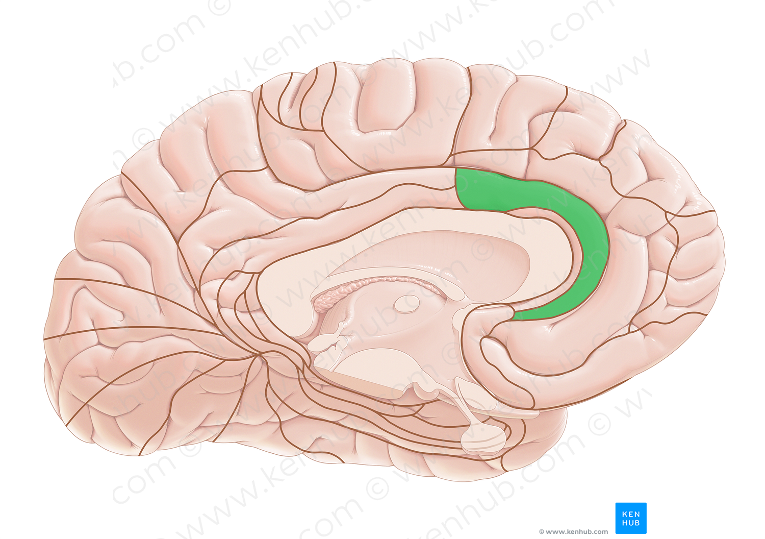 Brodmann area 24 (#17974)