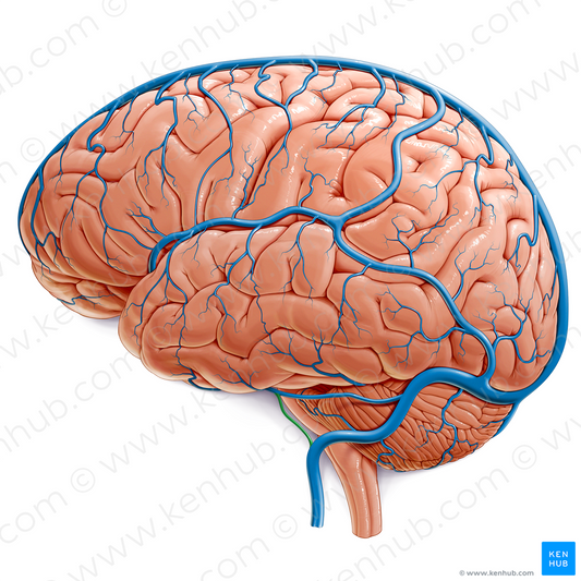 Inferior petrosal sinus (#9029)