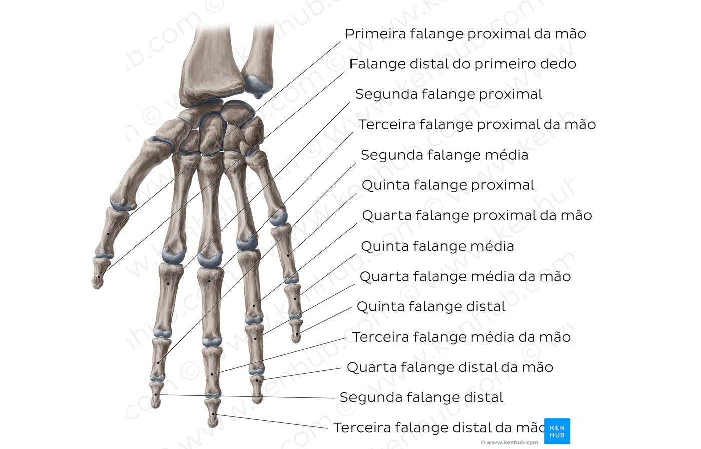 Phalanges of the hand (Portuguese)