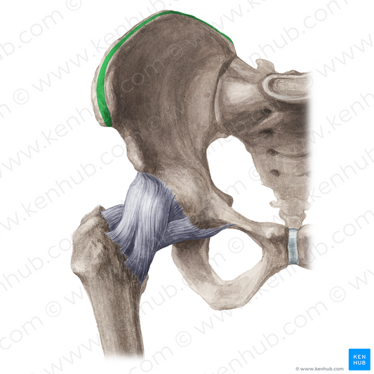 Intermediate zone of iliac crest (#21195)