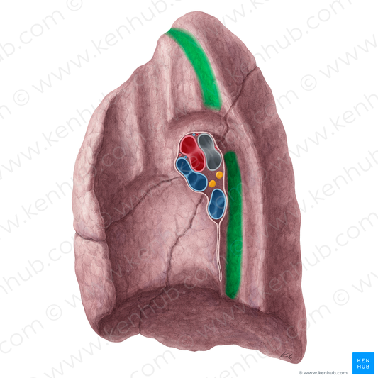 Esophageal impression of right lung (#21319)