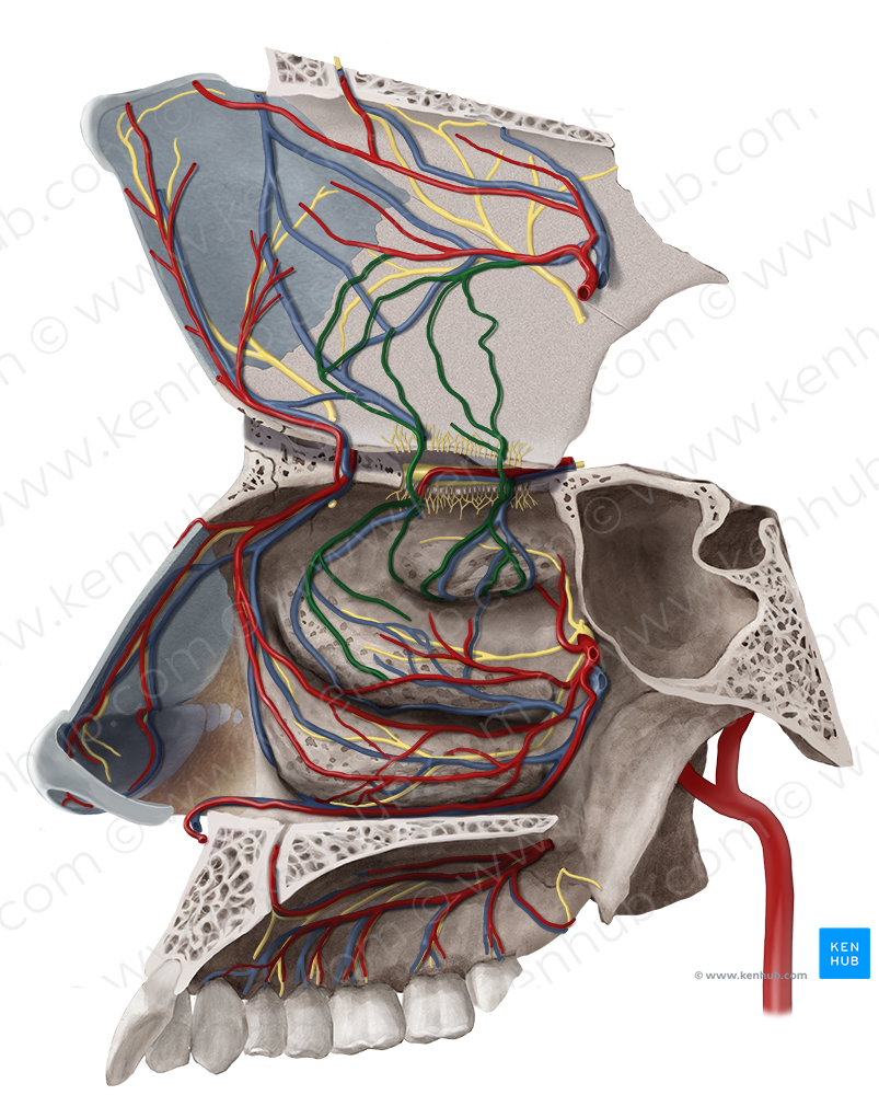 Septal & lateral nasal branches of posterior ethmoidal artery (#8560)