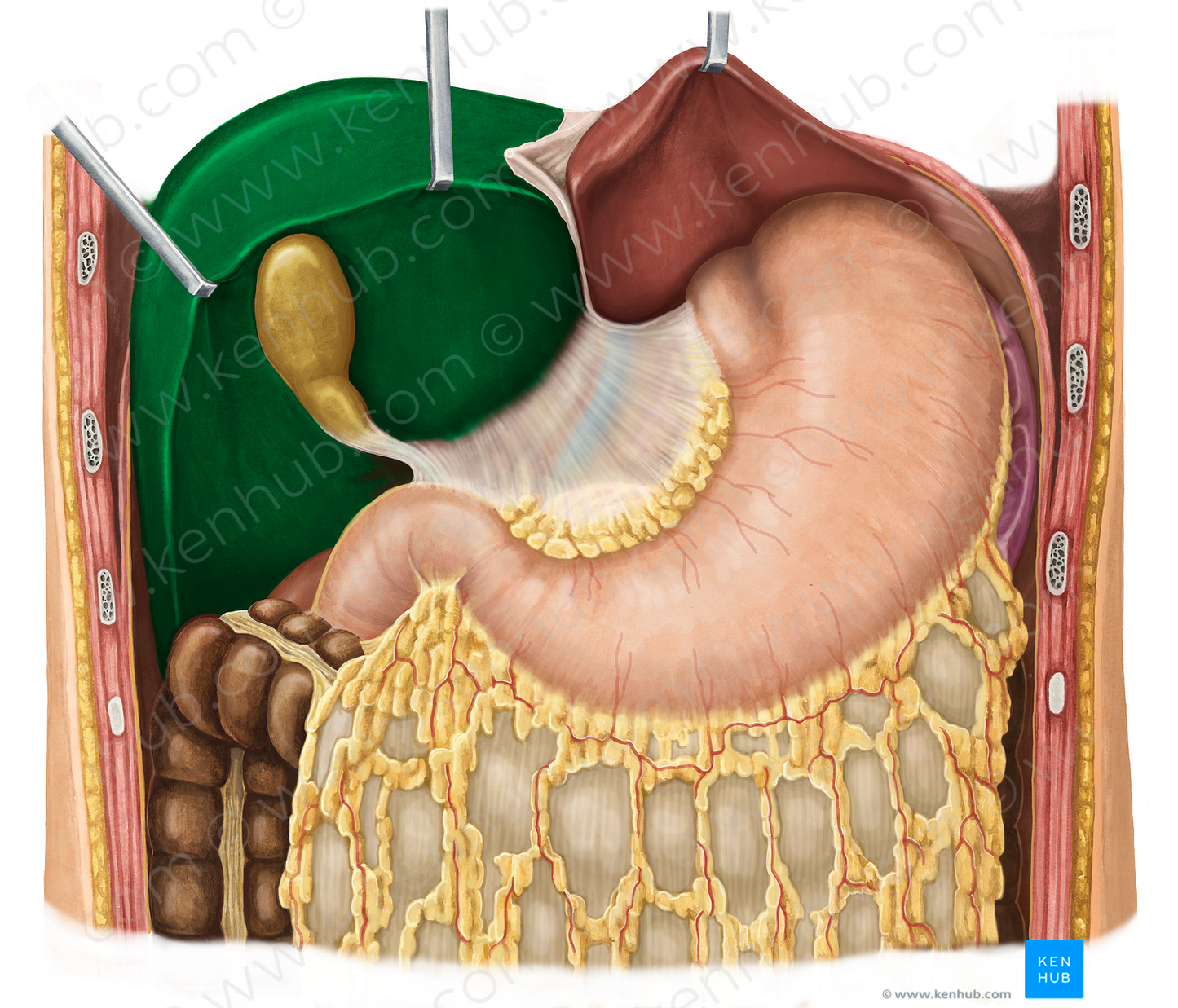 Right lobe of liver (#4786)